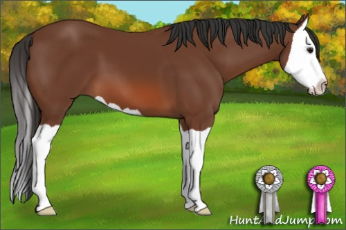 Horse Color: Bay Splash 