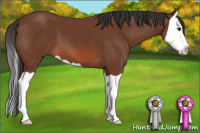 Horse Color:Bay Splash