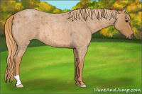 Horse Color:Red Roan 