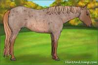 Horse Color:Liver Red Roan 