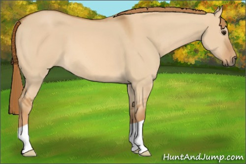 Horse Color: Red Dun 