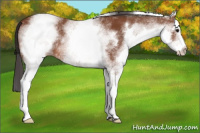 Horse Color:White Spotted Bay 