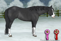 Horse Color:Brown Splash Rabicano 