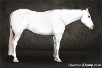 Horse Color:Bay Roan Appaloosa 