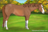 Horse Color:Chestnut Splash