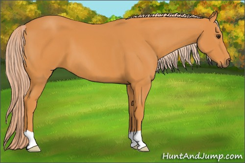 Horse Color: Palomino 