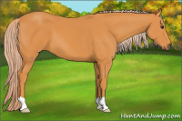 Horse Color:Palomino 