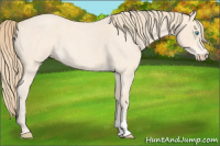 Horse Color:Perlino Roan