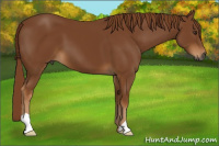 Horse Color:Gray Chestnut 