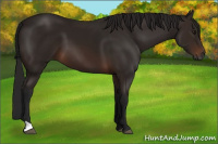 Horse Color:Gray Bay 