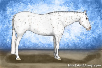 Horse Color:Silver Black Appaloosa Rabicano 