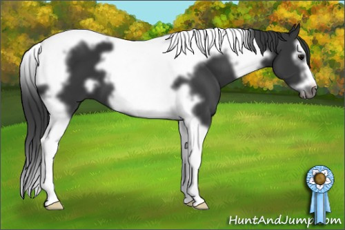 Horse Color: Brown Splash Tobiano Frame 