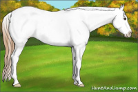 Horse Color:Chestnut Splash Appaloosa 
