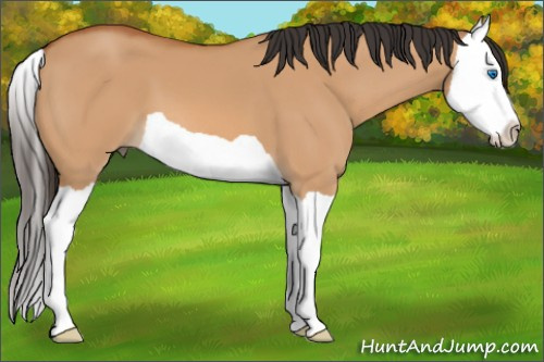 Horse Color: Bay Dun Splash 