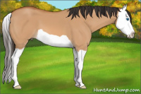 Horse Color:Bay Dun Splash 