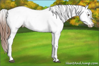 Horse Color:Liver Chestnut Splash Tobiano Frame Appaloosa Rabicano