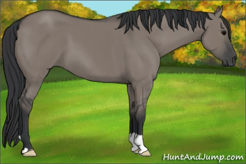 Horse Color: Grullo 
