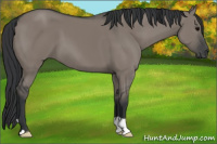 Horse Color:Grullo 
