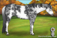 Horse Color:White Spotted Brown Roan Frame 