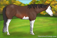 Horse Color:Bay Sabino Splash