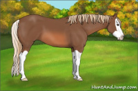 Horse Color:Chestnut Splash 