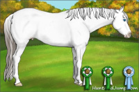 Horse Color:White Spotted Black Frame Appaloosa 