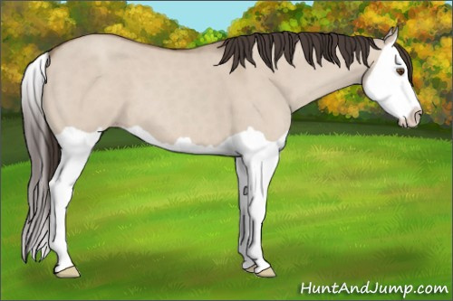 Horse Color: Sable Champagne Dun Splash 