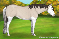 Horse Color:Sable Champagne Dun Splash 