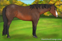 Horse Color:Bay Splash 