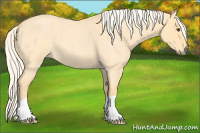 Horse Color:Palomino Roan Dun 