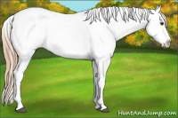 Horse Color:Chestnut Appaloosa 