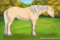 Horse Color:Gold Cream Champagne Roan 