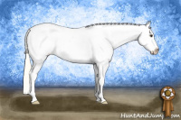 Horse Color:Palomino Sabino Appaloosa 