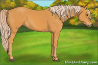 Horse Color:Chocolate Palomino 