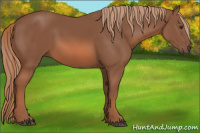 Horse Color:Liver Chestnut 