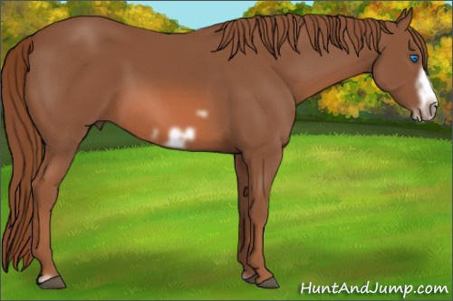 Horse Color: Unknown 