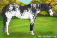 Horse Color:White Spotted Brown 