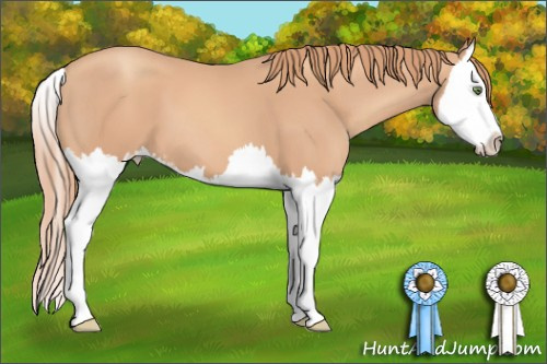Horse Color: Gold Champagne Sabino Splash 