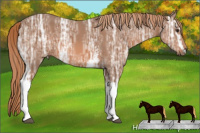Horse Color:White Spotted Liver Chestnut Ice 
