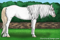 Horse Color:Classic Cream Champagne Dun Appaloosa 