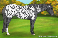 Horse Color:Black Near Leopard 