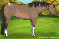 Horse Color:Bay Dun Tobiano 