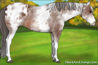 Horse Color:White Spotted Bay Appaloosa