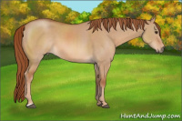 Horse Color:Red Dun 