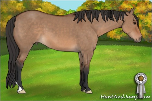 Horse Color: Bay Dun 