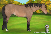 Horse Color:Bay Dun