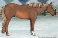 Horse Color:Liver Chestnut 