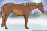 Horse Color:Liver Chestnut 