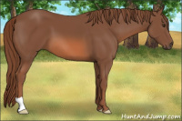 Horse Color:Liver Chestnut 