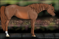 Horse Color:Liver Chestnut 